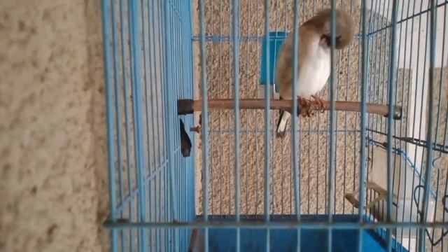 Щегол поёт кенар подпевает. Наблюдаем за щеглом. смотреть онлайн