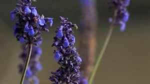 closeup of lavender field free footage