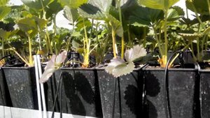 Капельный полив клубники на стеллажах