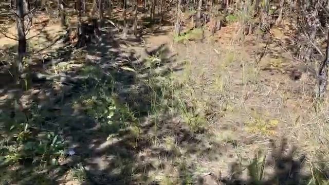 Маслята в сосновом лесу. смотреть онлайн