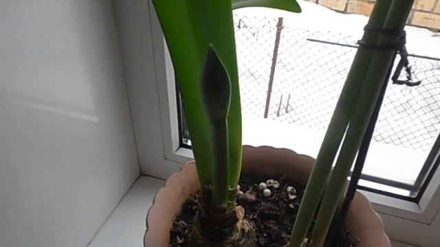 Гиппеаструм в домашних условиях. смотреть онлайн