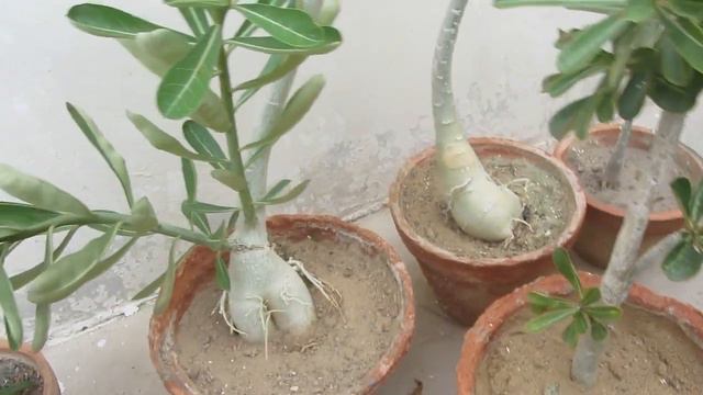 Best Use Of Adenium Cutting | Desert Rose Cuttings | Urdu/Hindi