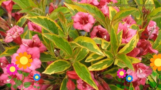 Вейгела цветущая Бригела. Краткий обзор, описание характеристик weigela florida Brigela смотреть онлайн