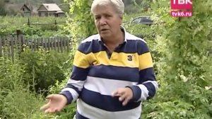 Советы тети Тани. земляника садовая крупноплодная.