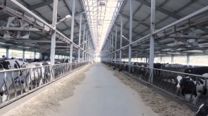 Жизнь коров на ферме