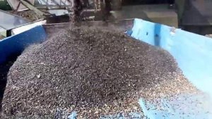 Молотим семечку/КЗС-3 Таганрог