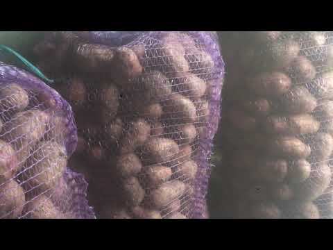 Продаю колхозную картошку. Не урожай в этом году. Цены подскочили!!! смотреть онлайн