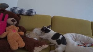Первые дни чихуахуа в доме
