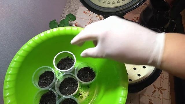 Пеларгония. Посев горячим способом