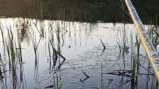 весна_краснопёрка.