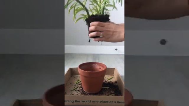 Plant Nursery | Repotting of Peperomia Ferreyrae | Online Plant Nursery