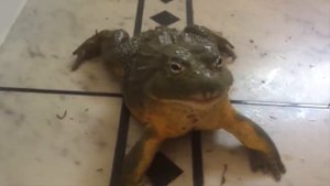 Лягушки Монстры / Самые Большие Жабы в Мире