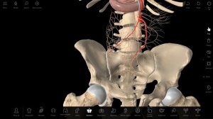 Blood supply  to the intestine. Interactive anatomy (nash-pirogov.ru)