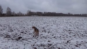 Прогулка в лес щенка русской гончей.