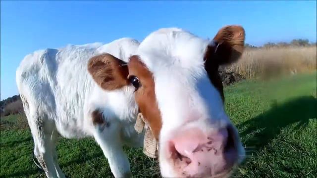 Как проходит день рыбака! смотреть онлайн