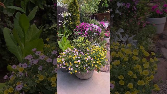 ☺️ Summer serenity in my garden of #Supertunia, #Nicotiana, #Gomphrena, #Cuphea & #Verbena in bloom