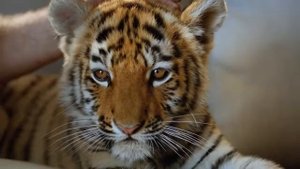 Тимур Кизяков и РоссельхозБанк: карта "Амурский тигр"