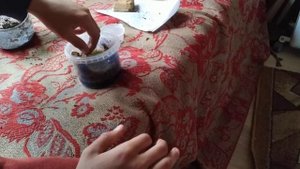 Жужелица содержание в домашних условиях