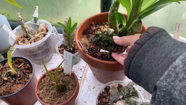 Цветение и перестановка орхидей апрель 2020