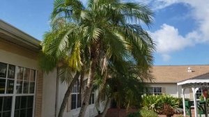 Phoenix roebellini - The Pygmy Date Palm.