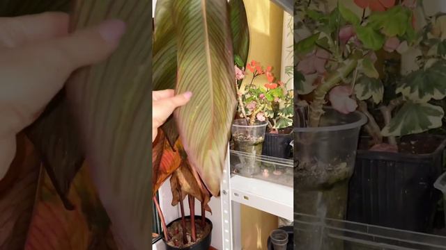 Зимовка комнатных (канна) смотреть онлайн