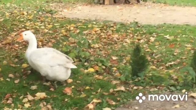 Немецкая Овчарка и Гуси/ Приучаем Овчарку к хозяйству с Гусями смотреть онлайн