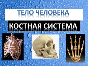 Строение человека. Скелет. Костная система. Анатомия