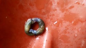 Reproduction of slugs / Как размножаются слизни