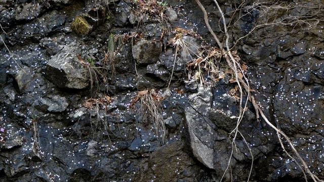 Ligeti : Eight Pieces from ‘Musica ricercata’  -  VIII. Andante смотреть онлайн