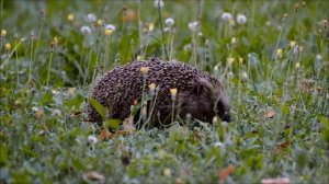 Ёжик в дикой природе