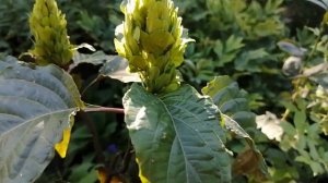 Якобиния телесная, мой опыт выращивания#якобинияопытвыращивания