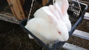 Вес кроликов.Взвешивание кроликов разных пород в разном возрасте. Разведение кроликов.