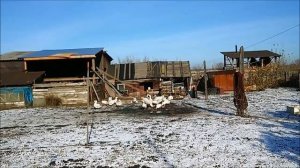 В каком возрасте можно определить пол гусей