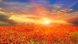 Красивые Цветы Луга Видео