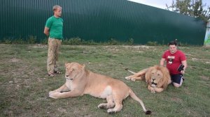 Гостю  стало плохо прямо среди львов! The guest became ill right among the lions !