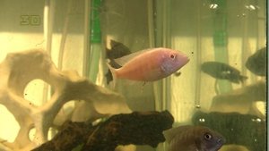 Как содержать Цихлид в домашнем аквариуме. Тема аквариум с  Цихлидами.