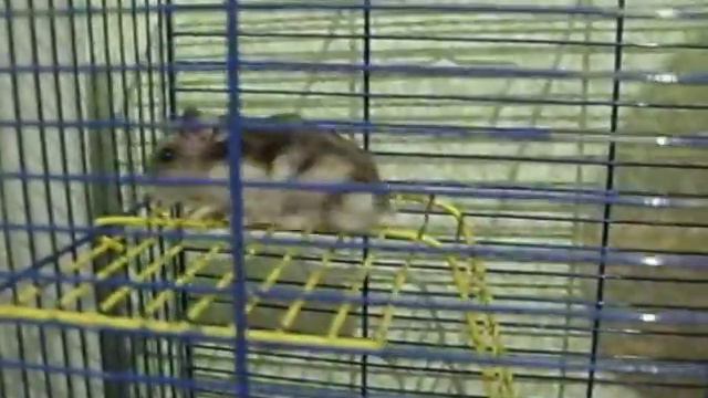хомяк из питомника "hamster4you" (ВОЛЮ ПАВЛІЧЕНКАМ)