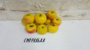 Иммунный сорт яблока Смеральда Smeralda