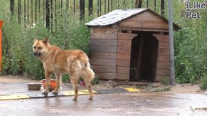 4 правила выбора будки для собаки