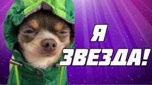 Пёс Лёня Я ЗВЕЗДА!.mp4