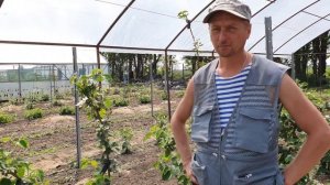 Чудо селекции???. СОРТ ЕЖЕВИКИ НЕБЕСА МОГУТ ПОДОЖДАТЬ.Heaven can wait. Ежевика продлевает жизнь!!!