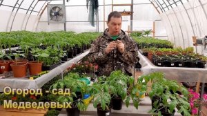 Рассада томатов с применением биостимуляторов и подкормок
