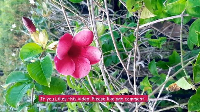 5 Variety Allamanda flowers || Allamanda Plant Types смотреть онлайн