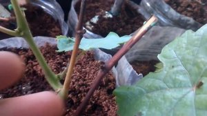 Не вызрел побег на саженце винограда  Что делать