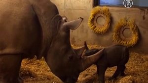 Зоопарк показал, как родился детёныш носорога