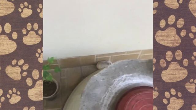 СМЕШНОЕ ПРО ХОМЯЧКОВ! Хомячок Роборовского ОЗВУЧКА ПРИКОЛЫ