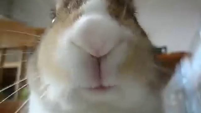 Милый кролик есть банан)) смотреть онлайн