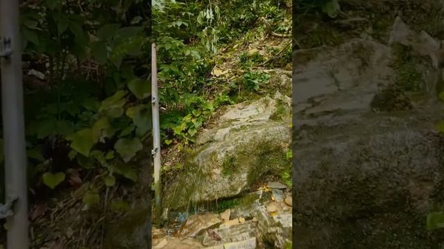 Подъем к пещере. Тисо-самшитовая роща, Сочи смотреть онлайн