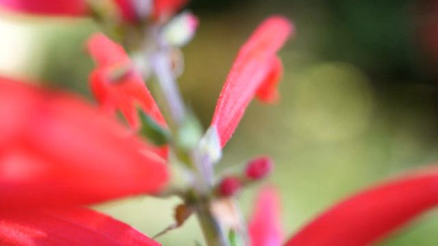 Devastating Fire at Mountain Gardens - 🔥 Destroyed Apothecary, Library, Seeds, Solar, Tools & More🔥 смотреть онлайн