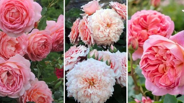 КАК ПРАВИЛЬНО СПРОЕКТИРОВАТЬ РОЗАРИЙ / ДАВАЙТЕ РАЗБИРАТЬСЯ / НАЧНЕМ С ТЕОРИИ И ЦВЕТА смотреть онлайн